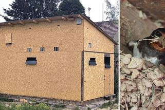 První vlaštovčí dům vznikl v Havlíčkově Brodě, ptáci mají náhradní bydlení i s kaluží - Novinky